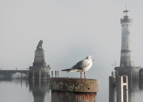 短线连板高度被压制下的资金偏好详解